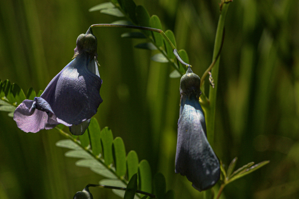 Sesbania coerulescens Harms 2