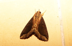 Ercheia cyllaria