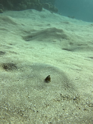 Marbled Snake Eel — seen at this dive site