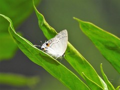 Tajuria cippus maxentius