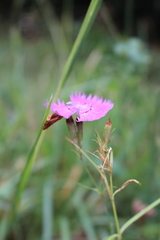 Dianthus seguieri