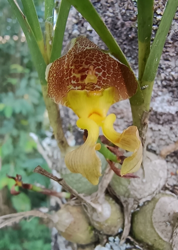Foto de Parasita-cebola