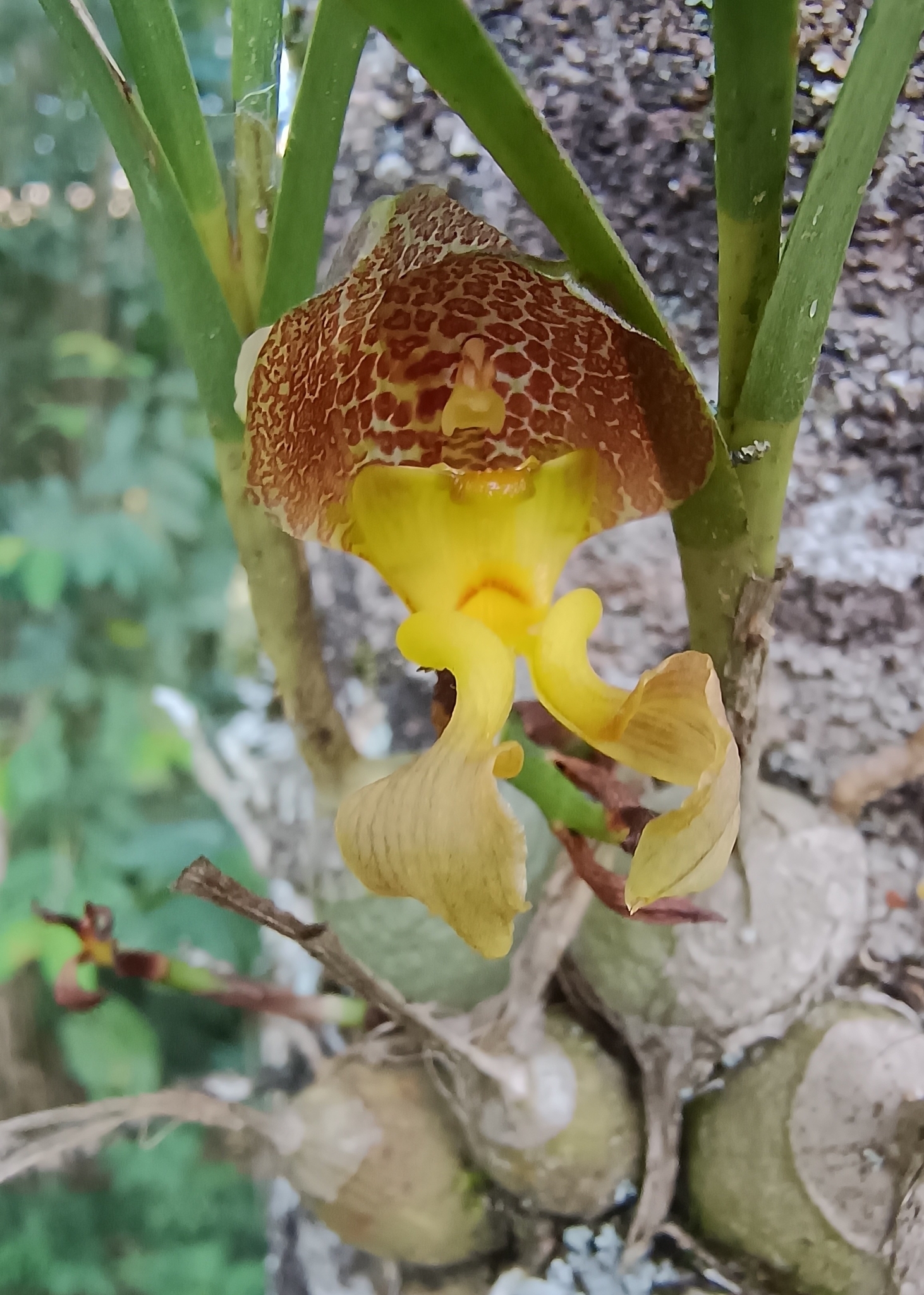 Imagem de Parasita-cebola