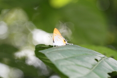 Hypolycaena thecloides