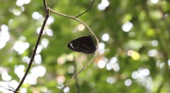 Euploea crameri bremeri