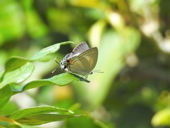 Tajuria cippus maxentius