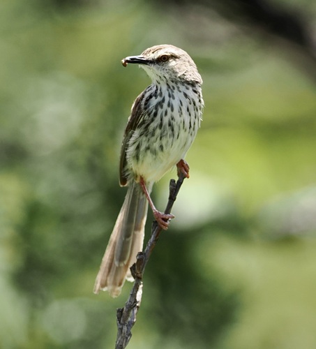 Drakensberg Prinia (Prinia hypoxantha), photo 5