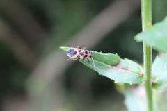 Tropidothorax leucopterus