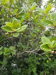 Guettarda ovalifolia