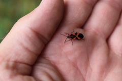 Tropidothorax leucopterus
