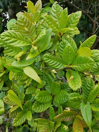 Guettarda ovalifolia
