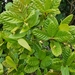 Guettarda ovalifolia - Photo 由 Toby Koosman 所上傳的 (c) Toby Koosman，保留部份權利CC BY-NC