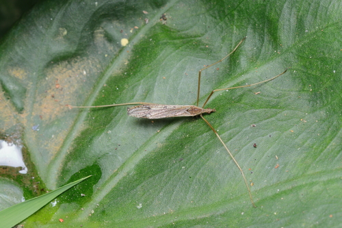 Paralimnophila conspersa