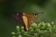 Hasora schoenherr chuza