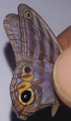 Chloreuptychia herseis