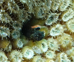 Lancer Red Banner Blenny photo 3