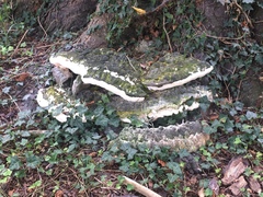 Polyporaceae