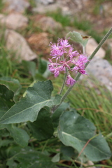 Adenostyles leucophylla