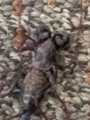 Mastigoproctus giganteus