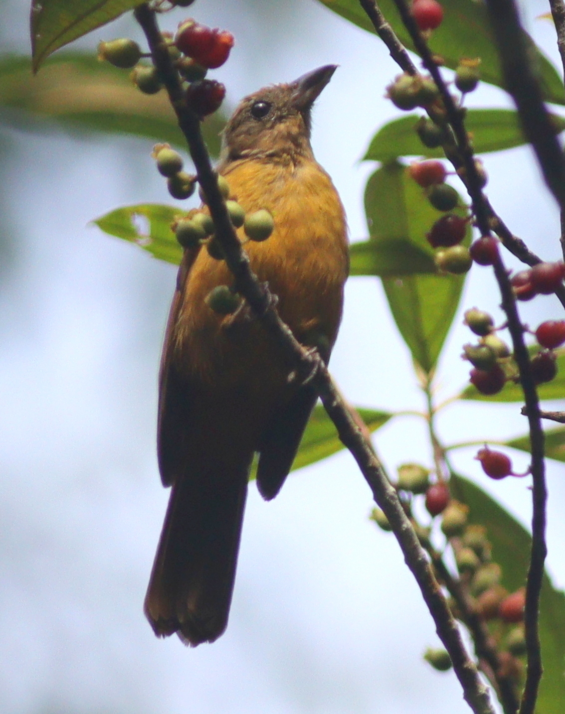 Fulvous Shrike-Tanager (Lanio fulvus), photo 3