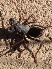 Mastigoproctus giganteus