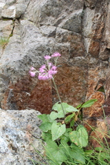 Adenostyles leucophylla