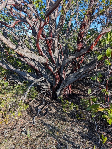 Whiteleaf Manzanita foliage