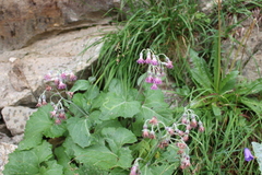 Adenostyles leucophylla