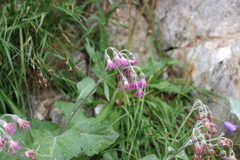 Adenostyles leucophylla