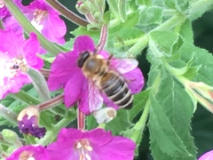 Apis mellifera