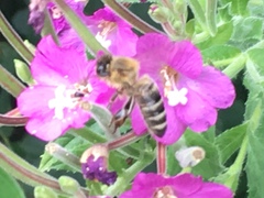 Apis mellifera