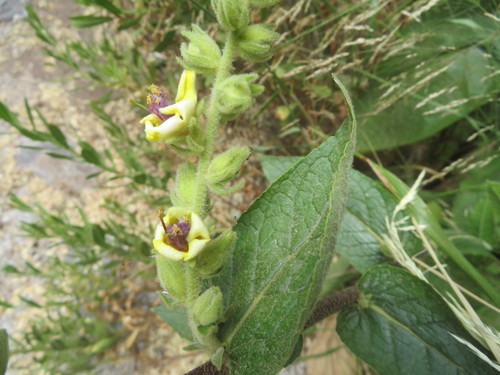 Verbascum caesareum