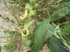 Caesarea Mullein - Photo (c) יאיר אור, some rights reserved (CC BY-NC-SA), uploaded by יאיר אור