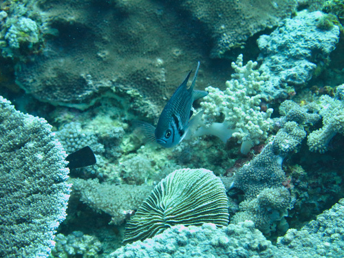 Doublebar chromis (Chromis opercularis) — Pomacentridae — 5