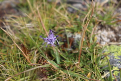 Phyteuma globulariifolium