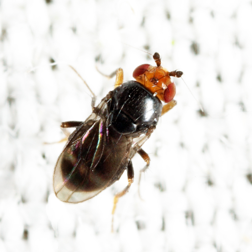 Pterogramma palliceps
