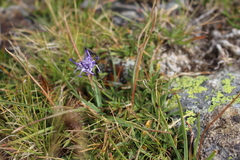 Phyteuma globulariifolium