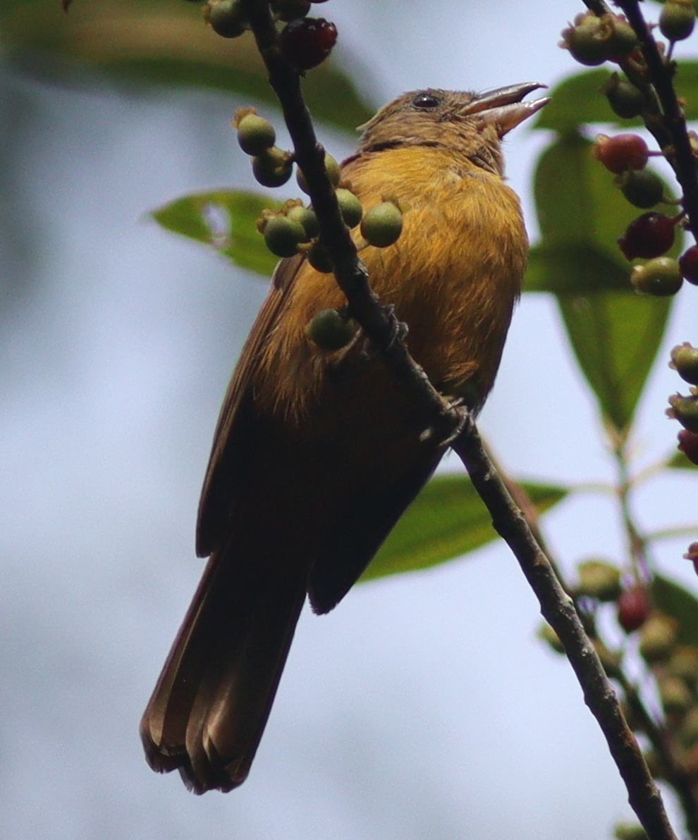 Fulvous Shrike-Tanager (Lanio fulvus), photo 8