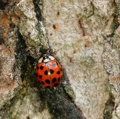 Hesperomyces virescens