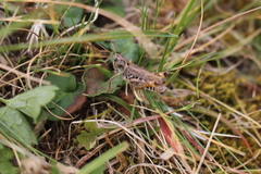 Gomphocerus sibiricus sibiricus