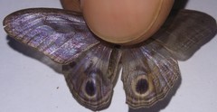 Chloreuptychia herseis