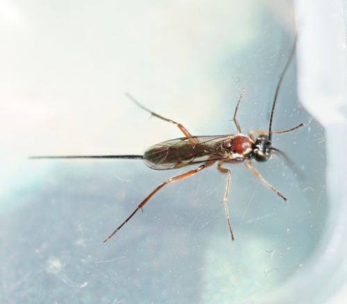 Lissonota versicolor