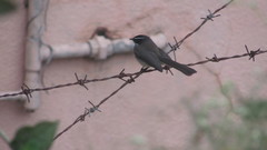 Rhipidura albogularis