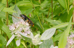 Sphex flavovestitus