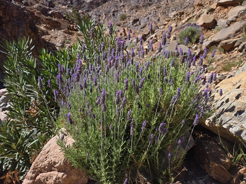 French lavender
