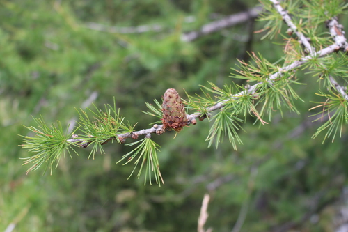 European larch