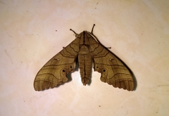 Marumba dyras