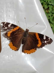 Vanessa atalanta
