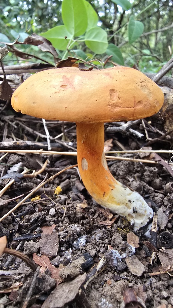 Tylopilus balloui · March 2025 · photo: © xanthosia (iNaturalist, cc-by)