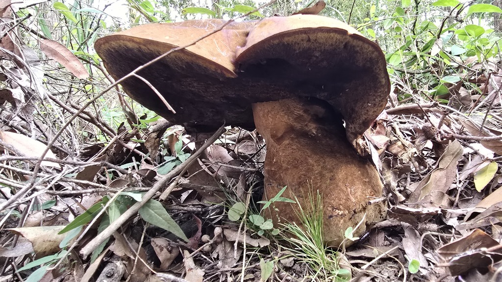 Phlebopus marginatus · March 2025 · photo: © xanthosia (iNaturalist, cc-by)